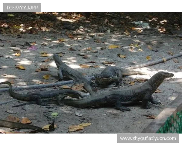 沙巴赌场：全面介绍沙巴地区顶级赌场的娱乐项目与特色